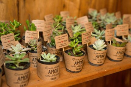 Cinta e Tag para Suculenta (50 Unidades)